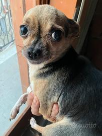 Chihuahua messicana