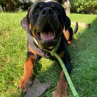 Rottweiler maschio per monta