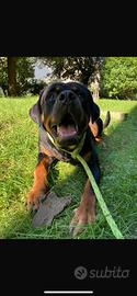 Rottweiler maschio per monta