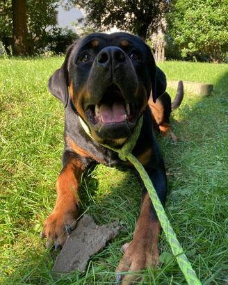 Rottweiler maschio per monta