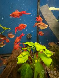 Puntius titteya longfin