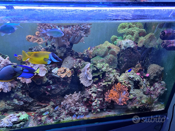 Talee di coralli marini