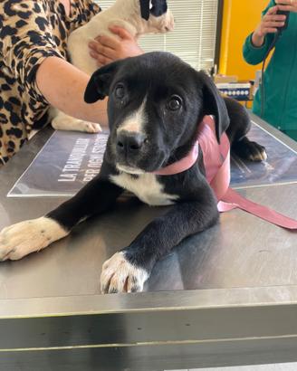 Cane cuccioli dolci adotta meticcio 2 mesi