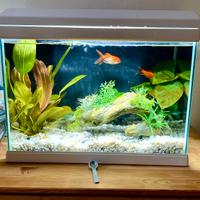 Acquario Newa Mirabello 30 lt bianco