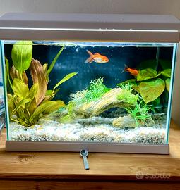 Acquario Newa Mirabello 30 lt bianco