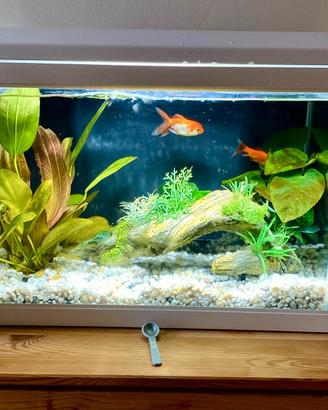 Acquario Newa Mirabello 30 lt bianco