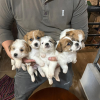 Cuccioli jack russell pelo ruvido