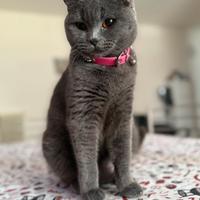 Gatti british shorthair blu