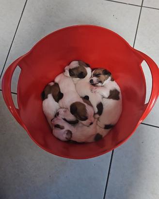 Cuccioli jack russell