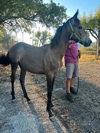 Puledra indigena siciliana
