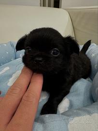 Chihuahua maschio