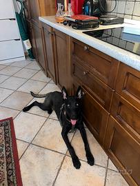 Belga Malinois pedigree