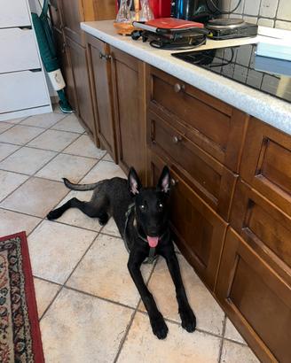 Belga Malinois pedigree