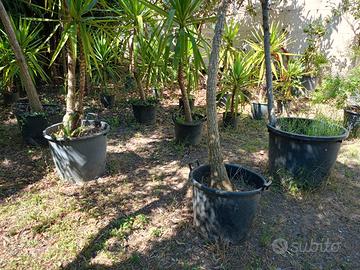 YUCCA ELEPHANTIPES palma alberi piante