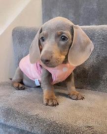 Bassotto nano - cuccioli