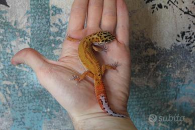 Geco leopardino