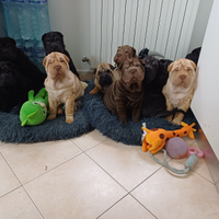 Sharpei con pedigree 600