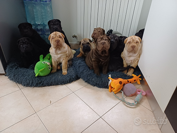 Sharpei con pedigree 400
