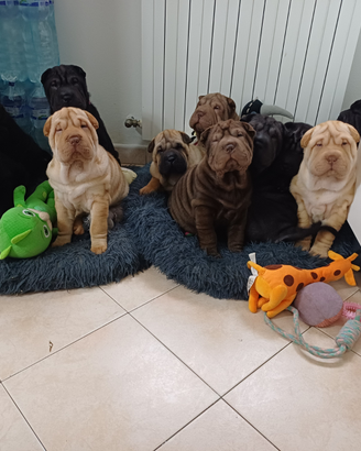 Sharpei con pedigree 400