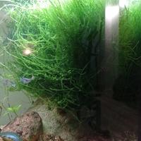 piante acquario tropicale muschio di java 