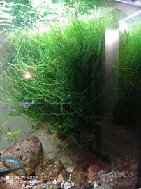 piante acquario tropicale muschio di java 