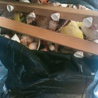 conchiglie tenda decoro