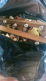 conchiglie tenda decoro