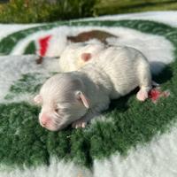 Cuccioli di maltese con pedigree enci