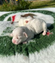 Cuccioli di maltese con pedigree enci
