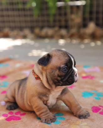 Cuccioli Bulldog Francese