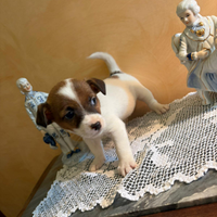 Jack Russell mini cucciolo