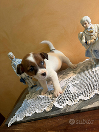 Jack Russell mini cucciolo
