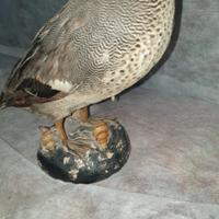 vintage rustico - trofeo da caccia 