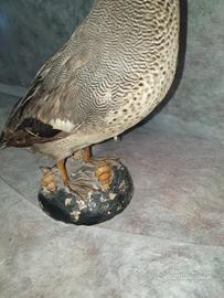 vintage rustico - trofeo da caccia 