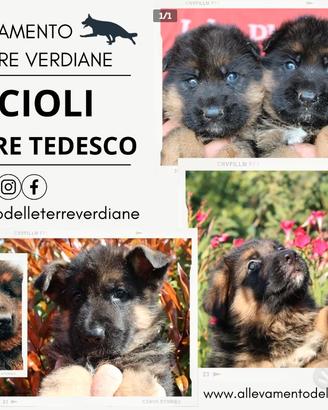 Cuccioli di pastore tedesco con pedigree