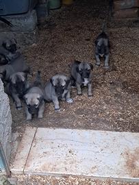 Cuccioli kangal