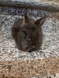 Coniglio nano testa di leone