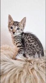 Top Savannah