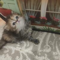 Gatto persiano