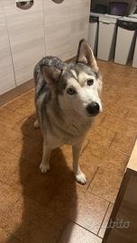 Cuccioli di Siberian Husky