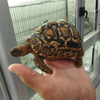 Tartarughe pardalis