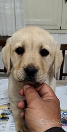 Cucciola di labrador retriever