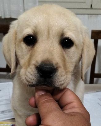 Cucciola di labrador retriever