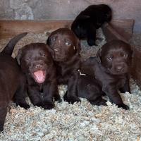 Cuccioli di Labrador retriever