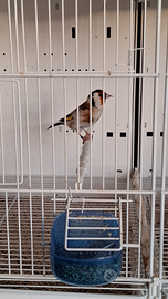 Cardellino Major M portatore di AmintPastello 2024