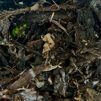 legno marcio per isopodi