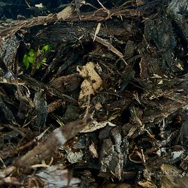 legno marcio per isopodi