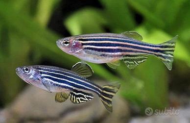 BRACHYDANIO , RASBORE