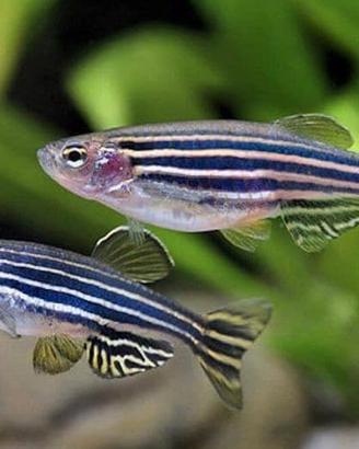 BRACHYDANIO , RASBORE