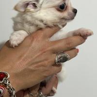 Cuccioli femminucce di chihuahua